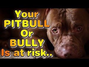 ALLERGIC REACTION in dogs... Your BULLY is at RISK!!