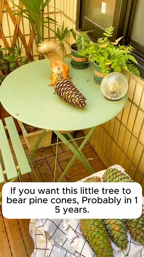 1.1K views | The formation of pine trees from seeds #backyardgardening #gardeninglife #vegetablegardening #vegetablegarden #gardeningtips #gardeninglove #organicgardening #gardensofinstagram #gardenideas #urbangardening #gardeningistherapy #gardeninggoals #homegardening #gardeninspiration #lovegardening #gardeningisfun #countrygarden #veggiegarden #happygardening | Garden Soothing | Facebook