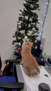 Festive fun with Tarbert port's resident cat, Barney MacBrayne! Barney has been helping his colleagues decorate the tree... or maybe just redecorating it! 🎄🌟 #CalMacFerries #ChristmasAtCalMac | CalMac Ferries