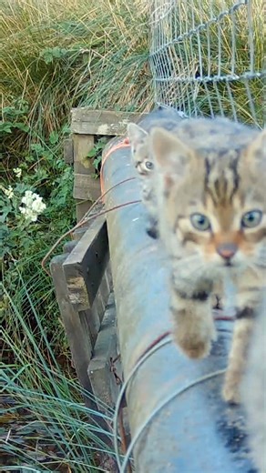 RZSS on Instagram: "It's cold and dark so here's an adorable video of a released wildcat and her wild-born kittens from last year 😻 Our wildlife conservation charity is proud to lead @saveourwildcats, a partnership project working to prevent the extinction of the Highland tiger by breeding and releasing them into the wild 💚"