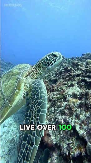 Sea Turtles Have Survived for 100 Million Years 🐢🌊 | Fintastic Facts