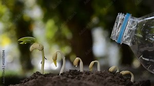 Seed to tree, Seeding, Plant seed growing concept, Growing plants. Plant seedling. young baby plants growing in germination sequence on fertile soil with natural green background