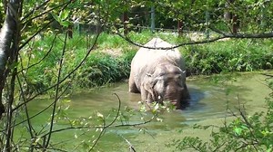 43K views · 4.3K reactions | Springtime activities at The Sanctuary include grazing by the 25-acre lake, digging in the mud, swimming in ponds, and foraging in the forest. | The Elephant Sanctuary in Tennessee | Facebook