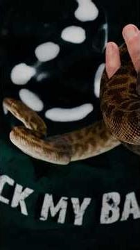 This Python will remain small!