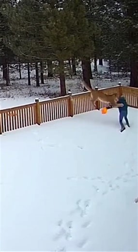 Cougar Jumps Fence & Attacks Man in Backyard! 😱🐆