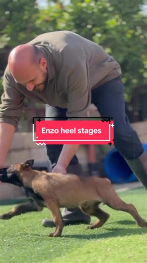 Enzo's Heel Stage: From Zero to 3 Luring