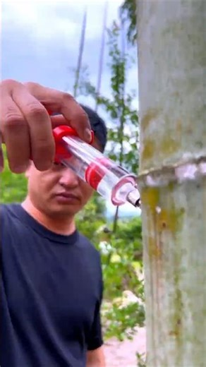 How China Injects Wine Into Bamboo and Makes Luxury Wine! #shorts #plants #farming