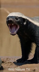 “No Fear After Escape” The crocodile attacks. The honey badger escapes. But survival isn’t enough. Standing its ground, hissing back at danger, the honey badger shows why attitude can be deadlier than teeth. #honeybadger #crocodile #wildlife #fearless #animalbehavior | Wild Nature TV
