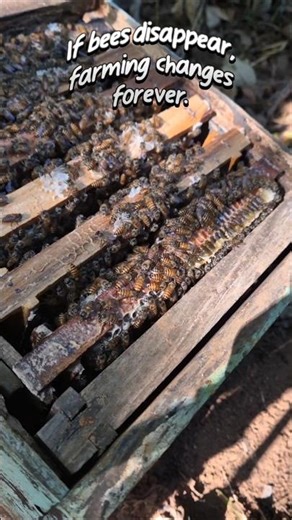 If bees disappear, farming changes forever.