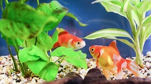 clip-3071896-two-gold-fish-kissing-aquarium
