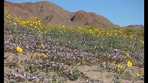 Death Valley comes alive with ‘superbloom’ of wildflowers