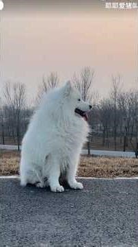 Cloud With Legs ☁️🐕Samoyed dogs #youtubeshorts #dogshorts