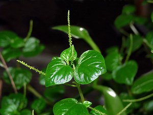 Peperomia pellucida - Alchetron, The Free Social Encyclopedia