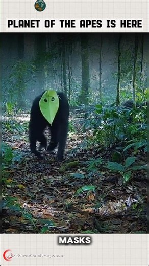 Planet of the Apes is Here: Chimpanzees Caught Wearing 'Masks. #documentary#usashorts#fyp