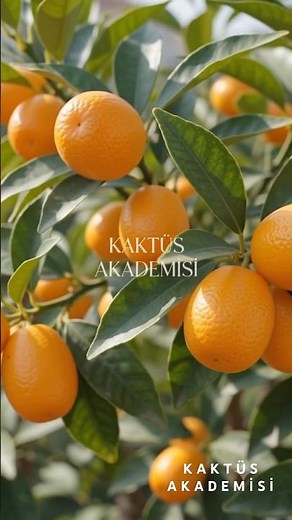 How to Care for Kumquat | Secrets to Propagating Kumquats at Home and Getting Bountiful Fruit 🍊