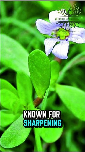 Best Herbs for Brain Power Part 1 #BrainPower #HerbalRemedies