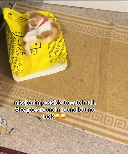 bella go crazy to catch her tail#kittensoftiktok #orangecat #fyp #catvideo #catlover
