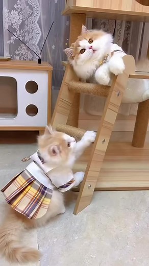 Cartoon Videos on Reels