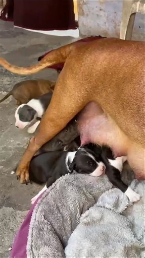 Apbt puppies for sale