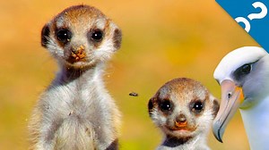 51K views · 54 reactions | 4 Surprising Behaviors In Nonhuman Animals | Howstuffworks | Facebook