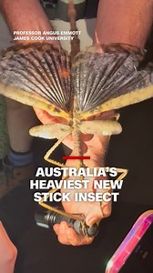 A team of Australian scientists has discovered a new species of giant stick insect, Acrophylla alta, in the tropical forests of northeastern Australia. At nearly 40 cm long and weighing 44 grams, it could be the heaviest insect ever recorded in the country. https://cnn.it/4l4HFyh | CNN
