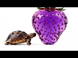 🐢 Turtle Tries Weird Jelly Fruits 🍍👀 | Oddly Satisfying ASMR 🎧✨