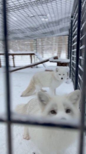 In my opinion, the best part about the snow getting this deep is that it’s making items in the fox enclosures feel even more like “dens”. As their enrichment items or shorter houses get snow packed around them, they create fun, insulated hideaways! You can see an example of this when I first focus the video on Mystic - notice the houses in the foreground that pretty much only have an entryway visible? 😊 #wildliferescue #snow | Arctic Fox Daily Wildlife Rescue, Inc.