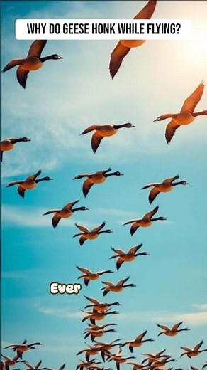 Why Geese Honk While Flying? | RapidSmartFacts
