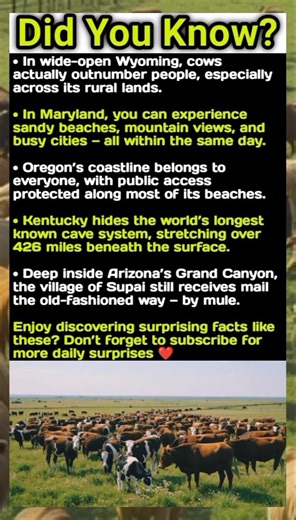 America Has Some Seriously Strange Facts 🇺🇸🤯