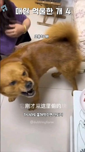 Everyday Unfair Dog 4 #DubbingFarm #AnimalDubbing #EverydayUnfairDog