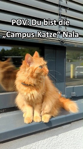 Nala die „Campus-Katze“ zeigt euch einen Tag in ihrem Leben. 😺 Fast jeden Tag kommt sie auf den Haardter Berg und besucht die Uni. An welchen Orten begegnet euch Nala meistens? Schreibt es gern in die Kommentare! 🐈✨ Nala the “campus cat” shows you a day in her life. 😺 She comes to Haardter Berg almost every day and visits the university. Where do you usually meet Nala? Let us know in the comments! 🐈✨ #unisiegen #CampuskatzeNala #studiereninsiegen #katze | Universität Siegen