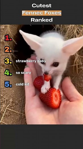 Cutest fennec fox kits🦊✨