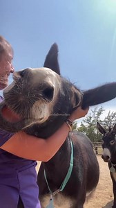 In the depths of history, donkeys have endured centuries of abuse, suffering in silence, bearing the weight of neglect and pain. But amidst the darkness, there exists a flicker of hope—a beacon of co #Donkey #DonkeyAdventures #DonkeyLove #DonkeyLife #DonkeyDreams #DonkeyMagic #DonkeyCompanion #DonkeyConnection | Donkey Whisperer