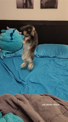 Blueberry the Bunny on Instagram: "Binky party because this week is my Birthday! 🎉🥳 ------------------------------------------- 📺 Check out my YouTube channel for fun videos! (link in bio) 🛒 Shop our Amazon bunny favourites and Blueberry Merch 👚🐰 by clicking the link in our bio! --------------------------------------------- . . . #hollandlop #cute #lopsofinstagram #bunniesofinstagram #cutebunny #bunnygram #bunnygirl #rabbitlove #rabbit #lopbunny #bunnylover #bunnies #bunstagram #bunnyphoto
