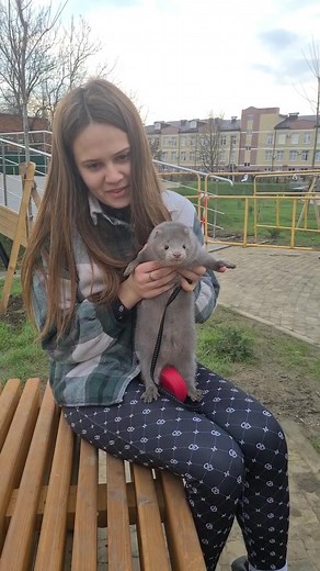 Victoria's Pet Mink: A Glimpse into a Unique Companion