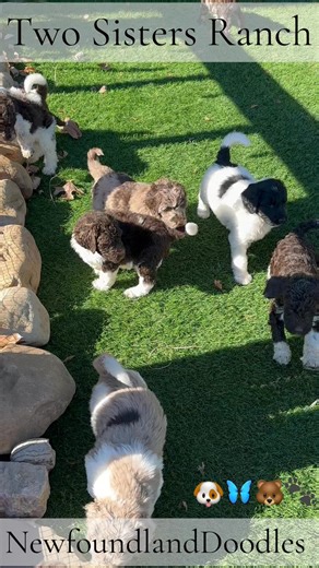 #RunRunRudolph #PuppyPlay #PuppyFun #ChristmasPuppy 🎄#NewfoundlandDoodle 🐶🦋🐻🐾 | Two Sisters Ranch, LLC
