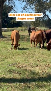 🐂 We have 5 head of Beefmaster and Angus cross type cattle, 3-6 years old, bred 5-7 months. Priced at $2,150 each. Completely worked and ready to turn out. We are a licensed and bonded livestock dealer with the USDA, so you can purchase with confidence. Call or text Bubba @ 9033884472 🔒 Deposit required to hold cattle. 🩺 All cattle are palpated and vaccinated. 🚚 Shipping available. 💵 Accept certified funds, credit cards, and Venmo. 📍 Located in Fairfield, Texas #rutherfordlandandcattle #ca