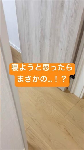 我が家の癒し #shorts #cat #ノルウェージャンフォレストキャット #保護猫 #ねこのいる暮らし #ねこのいる生活 #猫好きさんと繋がりたい