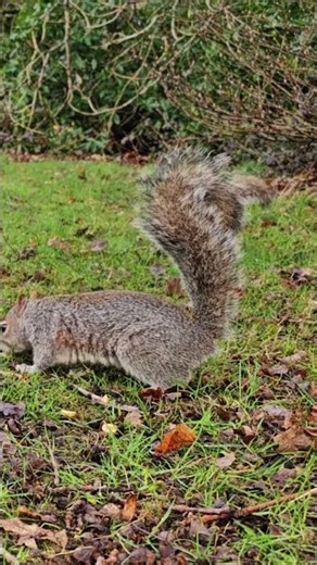 Close-up of squirrels in the grass! very agitated 🐿️ #squirrel #wildlife #wildlifeentertainment