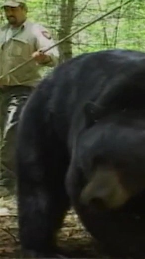 Sneak Peak Randy Cross #hunting