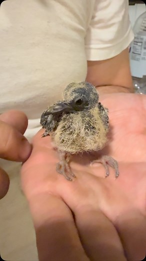 1.5K reactions · 29 comments | Baby dove is growing up ! He is 2...