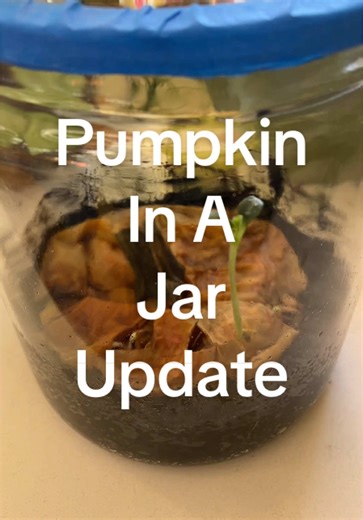 PUMPKIN IN A JAR UPDATE: IT’S ALIIIIIIVE 🎃🌱 #schoollibrarian #pumpkinjack #libraryscience #pumpkininajar #pumpkinproject