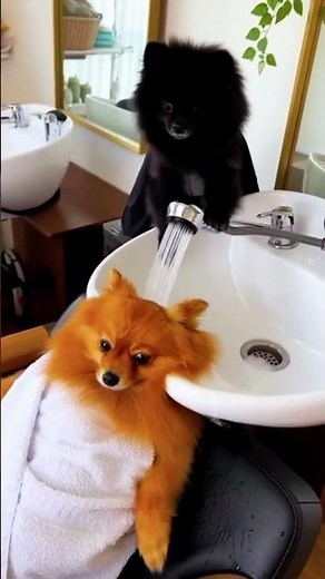 Śmieszne Pieski😂🐕❤️ #funny #pies #piesek #viralvideo #zwierzaki #love #doglove