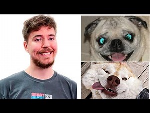 Mr. Beast favorite Funny Animal Compilation Try Not To Laugh Challenge