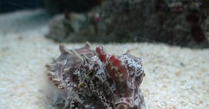 Secrets of the Flamboyant Cuttlefish's Display
