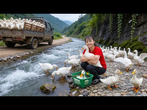 Harvesting 200 Ducks for Market | Buy & Raise Ducklings + Free Bushcraft Farming Tips