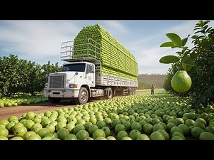 How Guavas Are Grown and Harvested in Taiwan | Guava Farming Process