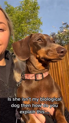 That’s my girl, no low fat here 🤣 #funnydachshund #biologicaldog #dachshund #funnydog #antidietculture #dachshundsoftiktok #weiniedog #cutedachshund | Links.theminisausage