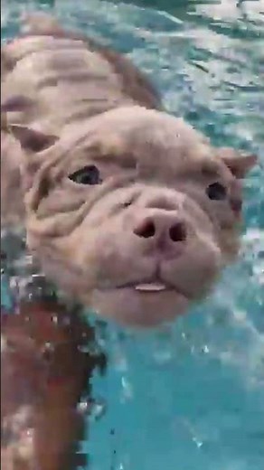 Adorable Puppy Learns to Swim!