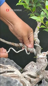 Ficus Tree, Like a Snake on a Rock